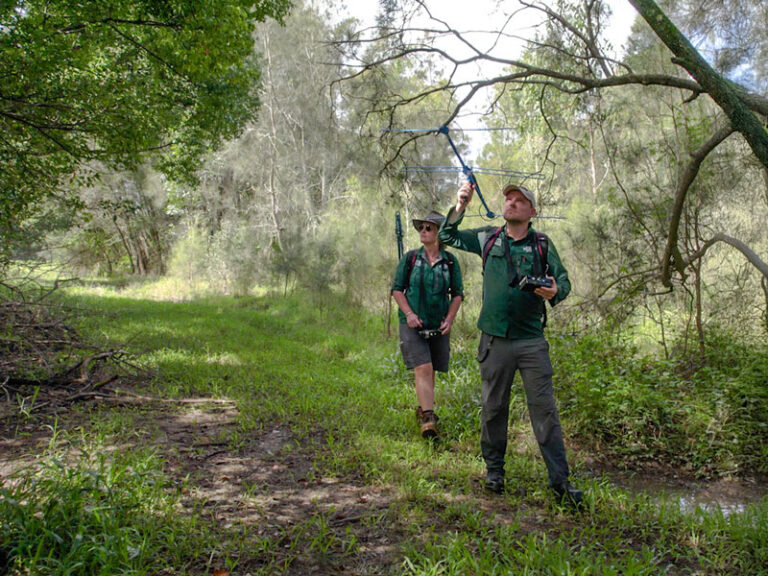 Koala researchers use equipment to track koalas