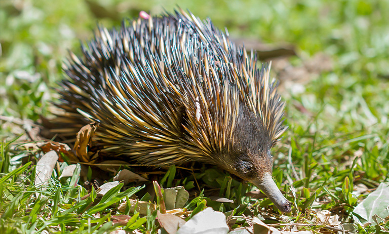 Echidna with dark and light brown spikes exploring on green grass