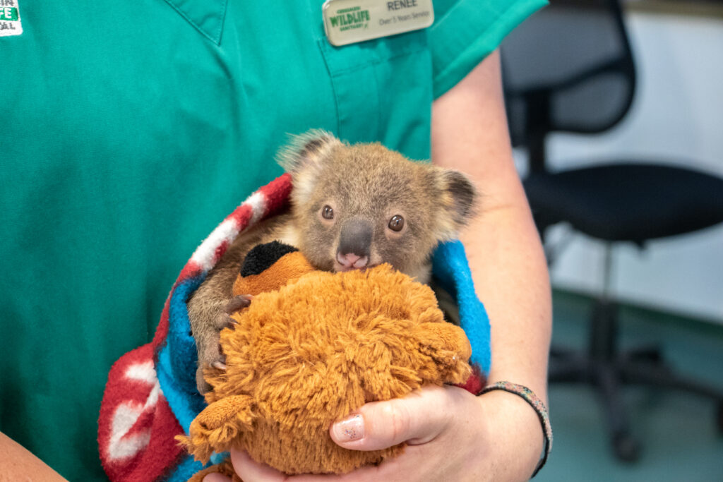 koala joey hospital