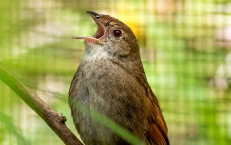 A brown bird perched on a branch, its beak open as if singing or calling out