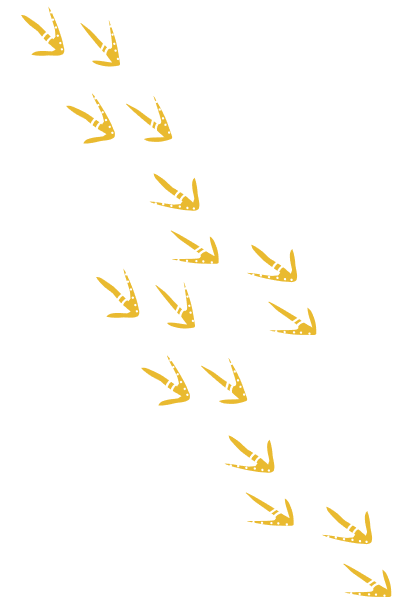Birds