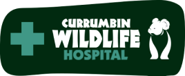 Currumbin Wildlife Hospital