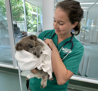 Vet nurse in green scrubs holding koala patient wrapped in white blanket, standing in a medical setting