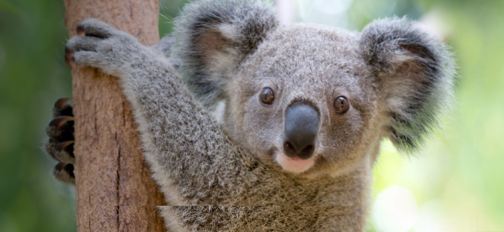 koala bear on a tree branch