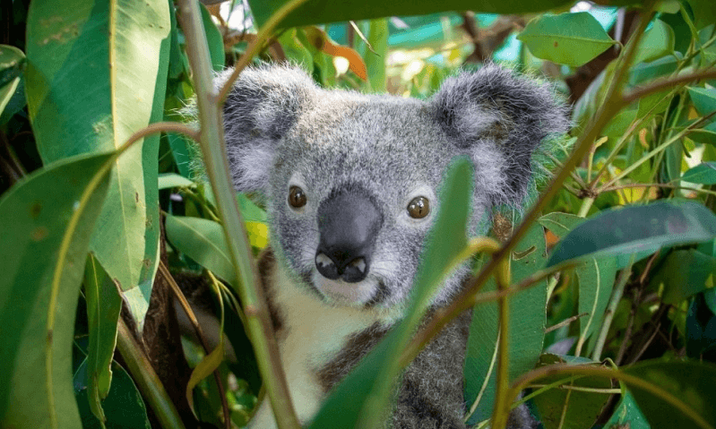 A koala nestled within the foliage of a bush, effectively hidden among the vibrant green leaves.