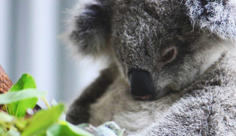 Close-up of a koala with gray fur, black nose, and visible ears resting amongst green leaves.