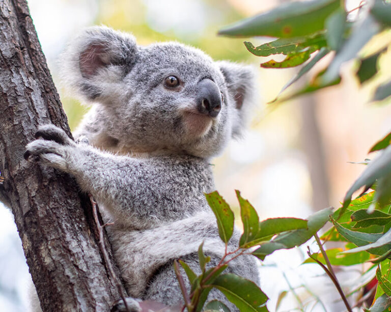 Gray koala clinging to a tree trunk, surrounded by eucalyptus leaves.