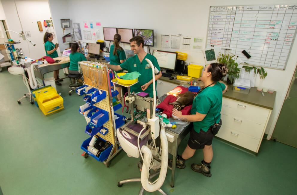 Veterinary team in green uniforms tending to a sedated animal on a table. Equipment and medical supplies are visible.