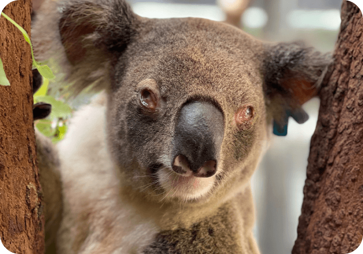 A koala bear perched in a tree