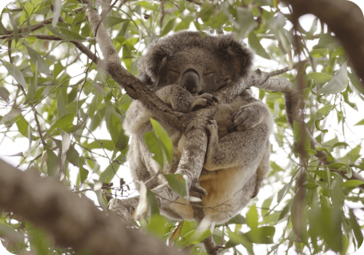 Peaceful koala bear resting on a tree branch