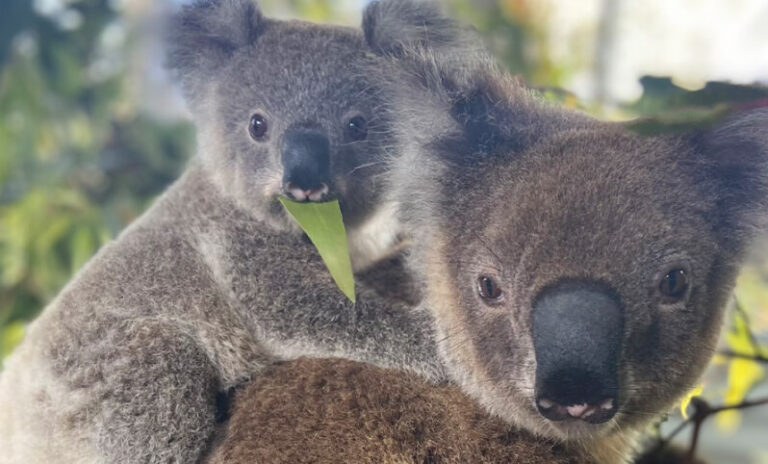 Two koalas cuddling on top of each other
