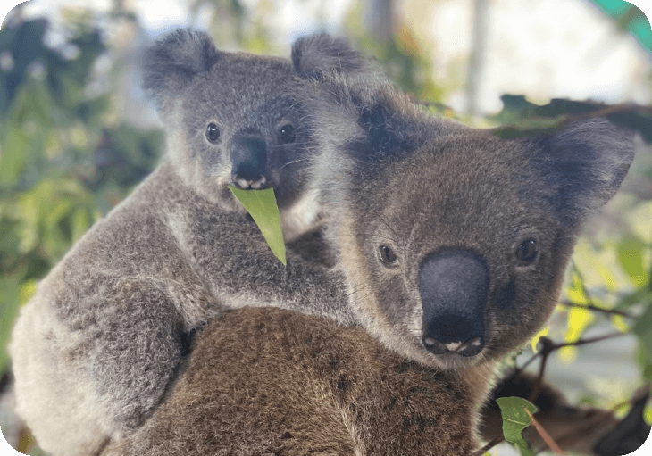 Two koalas sit atop one another
