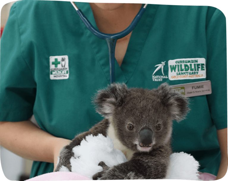 A veterinarian in a green uniform examines a koala with a stethoscope at a wildlife sanctuary.