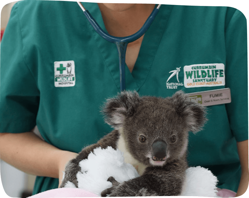 A veterinarian in a green uniform examines a koala with a stethoscope at a wildlife sanctuary.