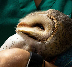 A barn owl, its head and upper body cradled in a person's hands wearing a teal-colored uniform, likely during veterinary care.