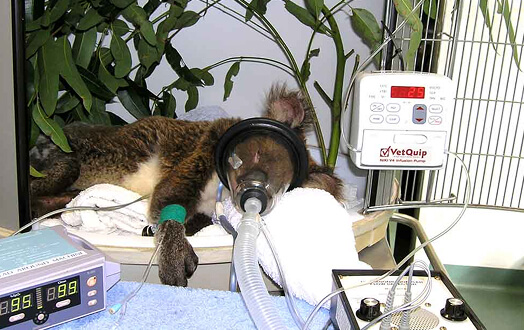 Injured koala receiving respiratory support with medical equipment.