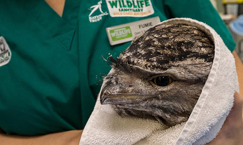 Injured owl wrapped in a towel, being cared for by a person wearing a green medical uniform.