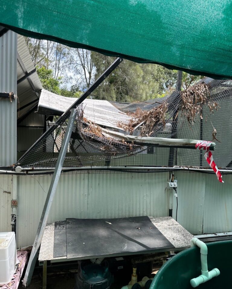 cyclone alfred hospital