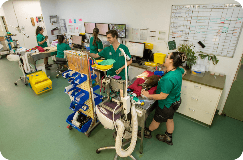 Veterinary staff in green uniforms work in an animal clinic, monitoring animals and equipment, with a whiteboard and computers in the background.