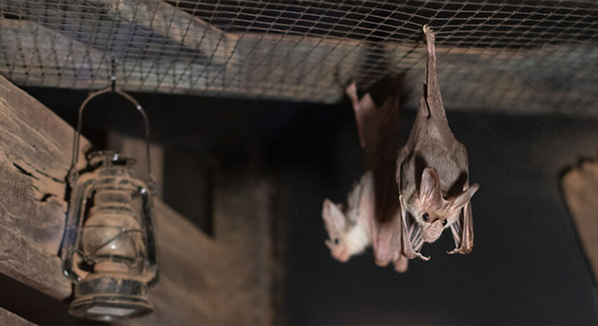 Two bats hanging upside down from a wire mesh ceiling, with an antique oil lamp attached to a wooden beam.