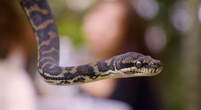 Close-up of a brown and black patterned snake with a visible head and part of its body.
