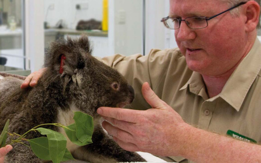 Injured koala being examined by a wildlife veterinarian.