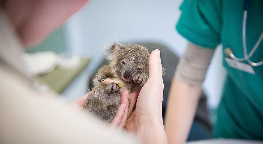 Small koala joey being held by a person in medical scrubs.