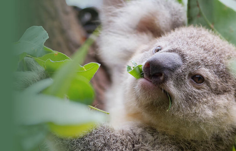 Close-up of a koala eating leaves from a tree.
