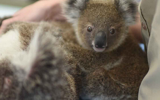 Young koala being held by someone, likely in a wildlife care facility.