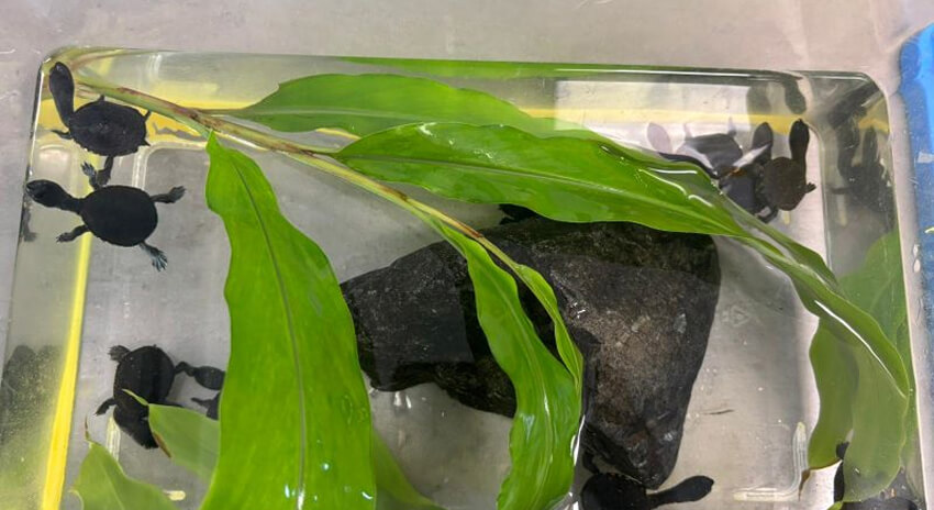 Small, black turtles swim among green leaves and rocks in a clear aquarium.