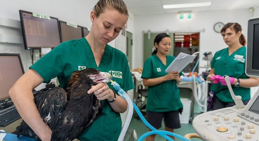 Veterinarians administer fluids to a black kite in a veterinary clinic.
