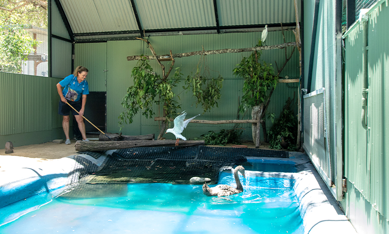 A person cleans an indoor enclosure with a pool, containing two birds in the water and another bird perched on a log.