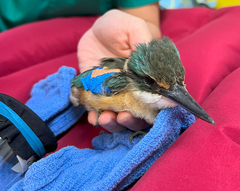 Injured kingfisher with blue medical tape on its wing held in a person's hand.