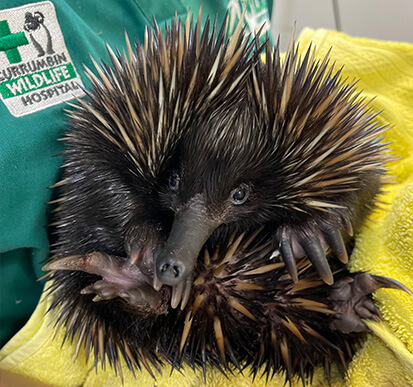 An echidna curled up on a yellow towel, held by a person wearing a green Currumbin Wildlife Hospital shirt.