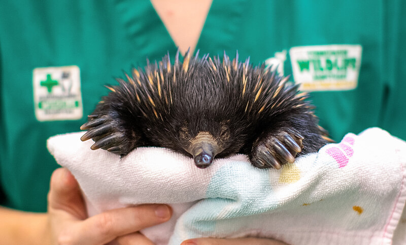A person in green scrubs holds an echidna wrapped in a white towel. The echidna's face and spines are visible.