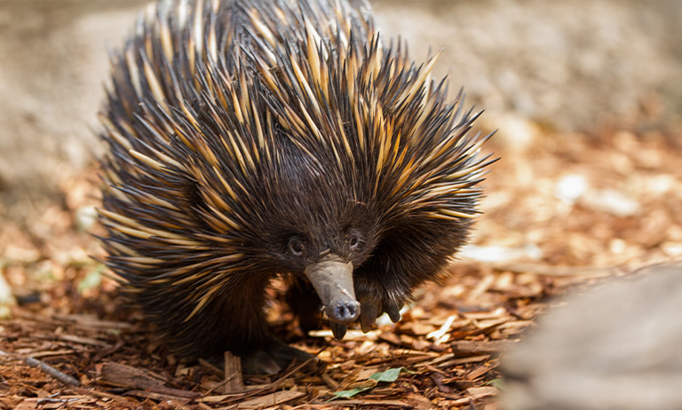 Echidna with dark and light brown spikes talking towards camera on brown mulch