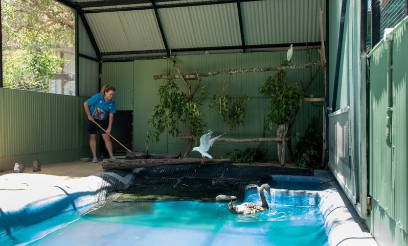 Zookeeper cleaning aviary enclosure with birds, including a seagull and black swans, in a shallow pool.