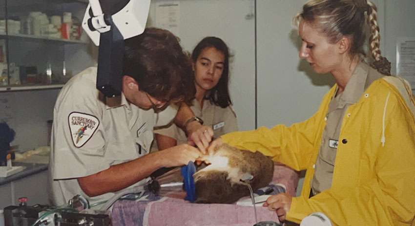 Three veterinary workers tend to a sedated animal on an examination table in a clinical setting with medical equipment visible in the background.