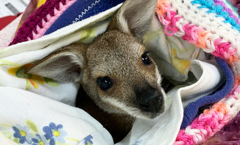 A young kangaroo wrapped in a floral-patterned cloth and a colorful knitted blanket looks toward the camera.