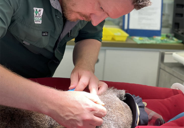 A veterinarian examines a koala, administering medical care while the animal lies on a padded surface in a clinical setting.