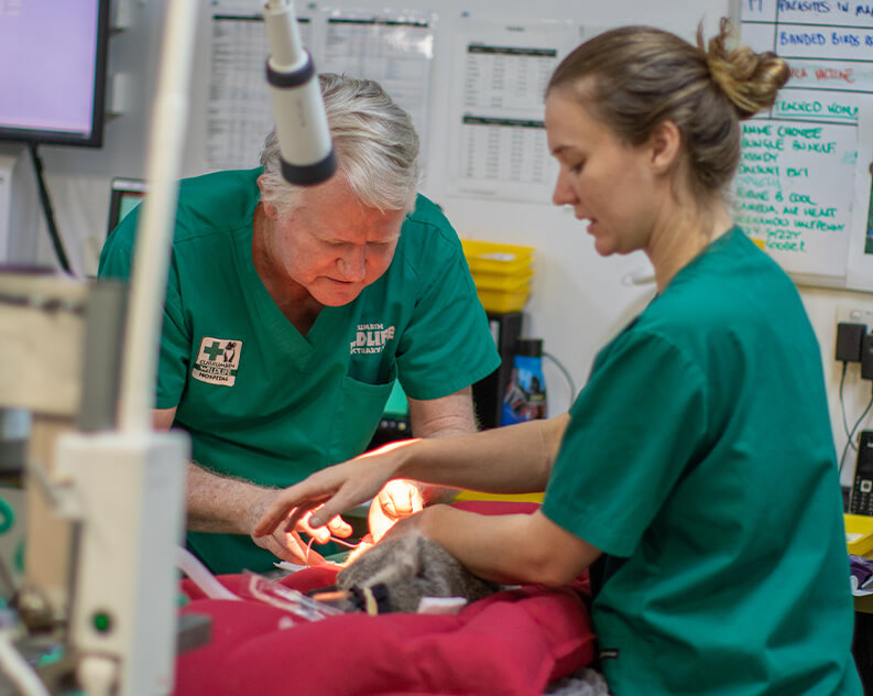 Veterinarians in green scrubs performing surgery on a small animal.