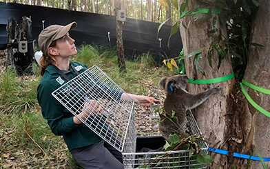 Wildlife rehabilitator holding a metal cage with a koala inside.