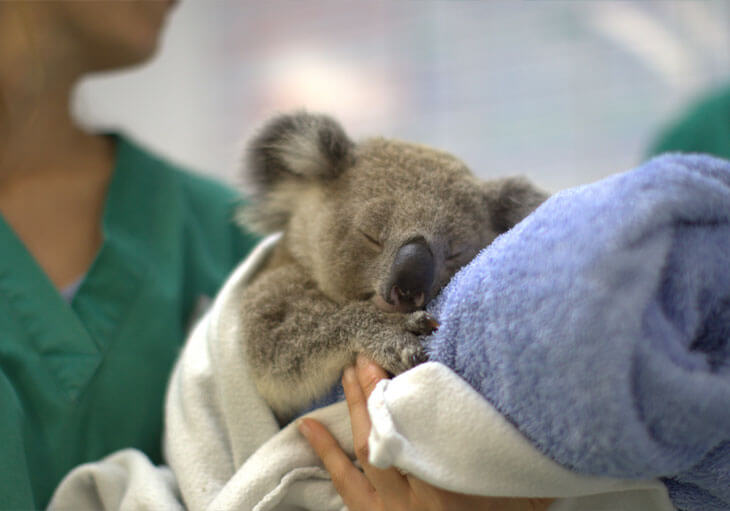 A person in green scrubs holds a sleeping koala wrapped in a white and blue towel.