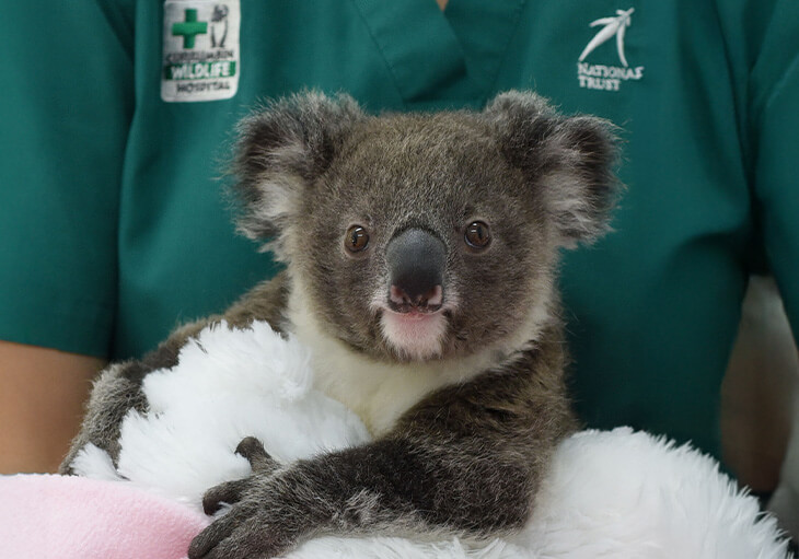 A koala is being held by a person wearing a green uniform with wildlife hospital and National Trust logos.