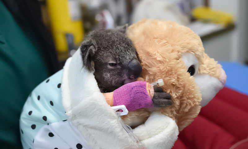A baby koala with a bandaged paw is wrapped in a blanket, holding a stuffed animal while receiving an intravenous drip.
