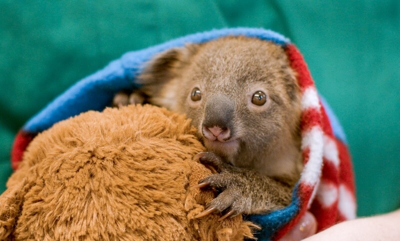 Small koala joey, wrapped in a blue and red striped cloth, cuddled against a brown teddy bear.