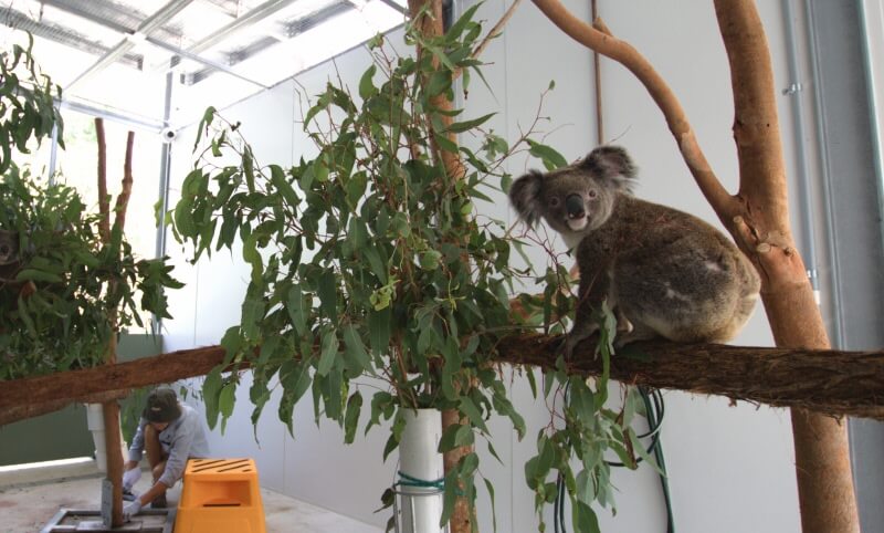 Koala sitting on a eucalyptus branch in an enclosure, with greenery and a person tending to the area.