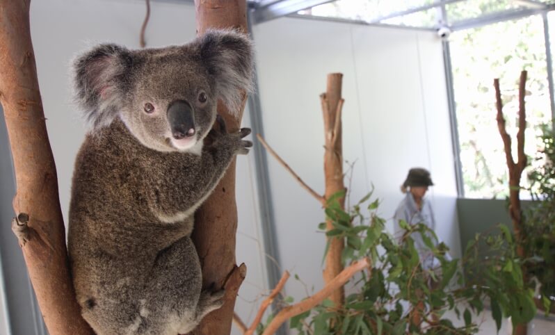 Koala clinging to a tree branch in an enclosed habitat.