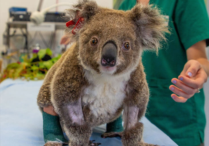 A koala with bandaged legs sits on a table while a person in green scrubs stands nearby, suggesting a veterinary setting.