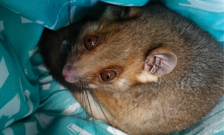 A brown possum curled up on patterned teal fabric, looking up with wide eyes.